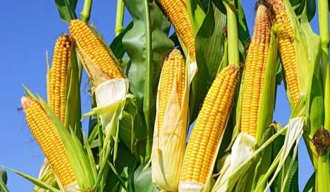 玉米營養價值 玉米營養價值