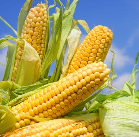 玉米種類 玉米種類