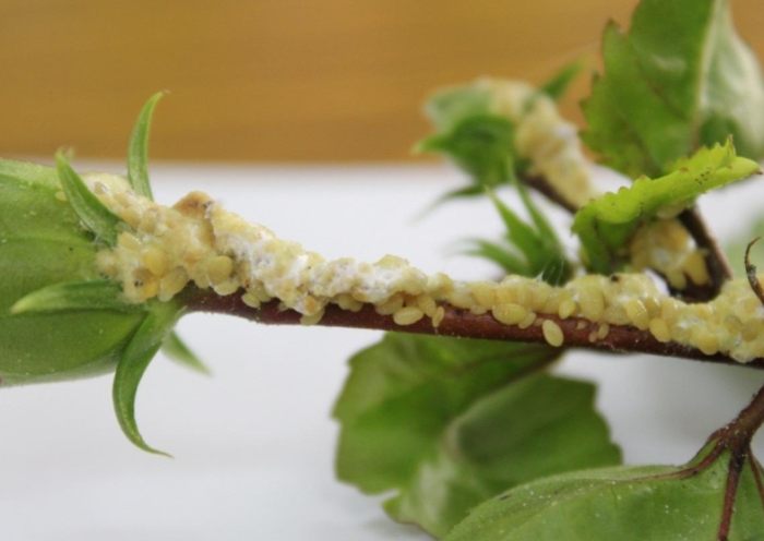 根粉介殼蟲消滅 根粉介殼蟲消滅