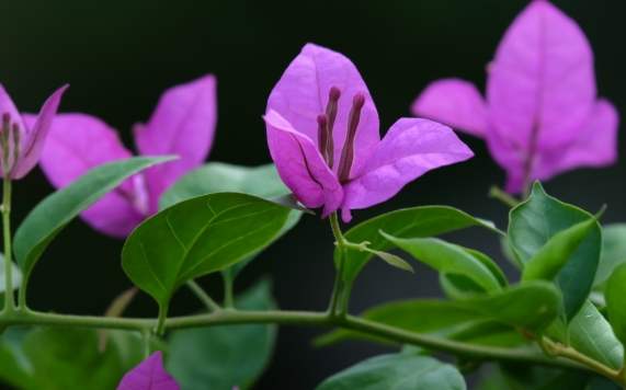 三瓣花種類 三瓣花種類