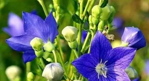 桔梗花種植方法