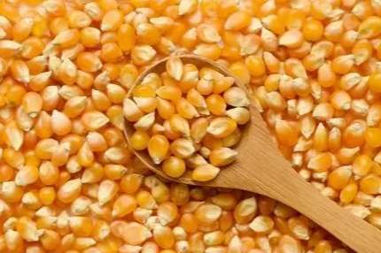 玉米種子種植方法 玉米種子種植方法