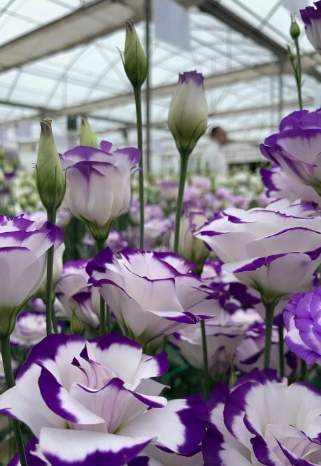 桔梗花照顧技巧 桔梗花照顧技巧