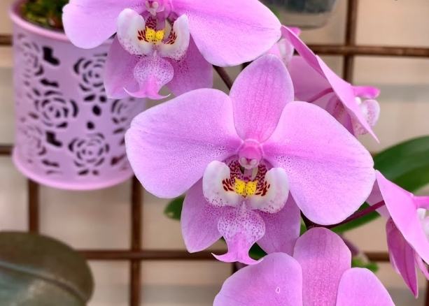 蝴蝶蘭繁殖 蝴蝶蘭繁殖