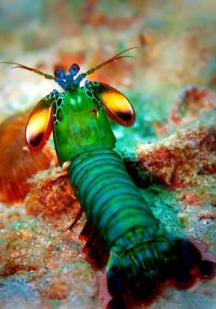 螳螂蝦攻擊力 螳螂蝦攻擊力