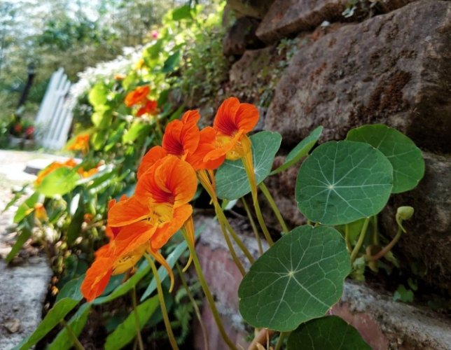 金蓮花茶功效 金蓮花茶功效
