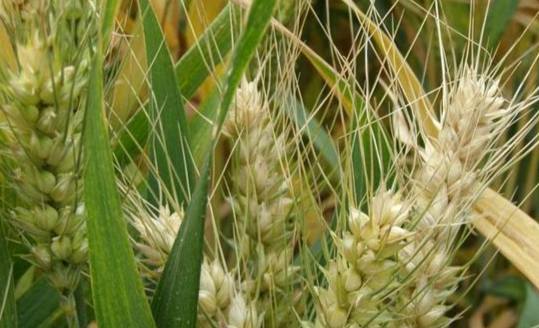 禾本科食用植物 禾本科食用植物