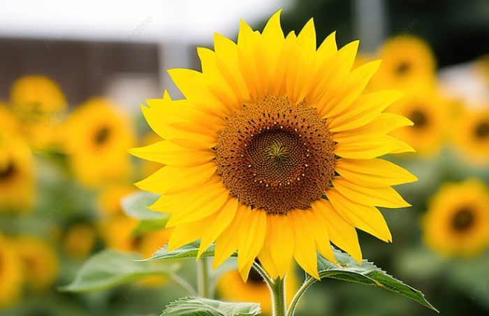花瓣數量規律 花瓣數量規律