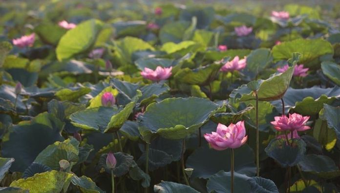 越南荷花品種 越南荷花品種