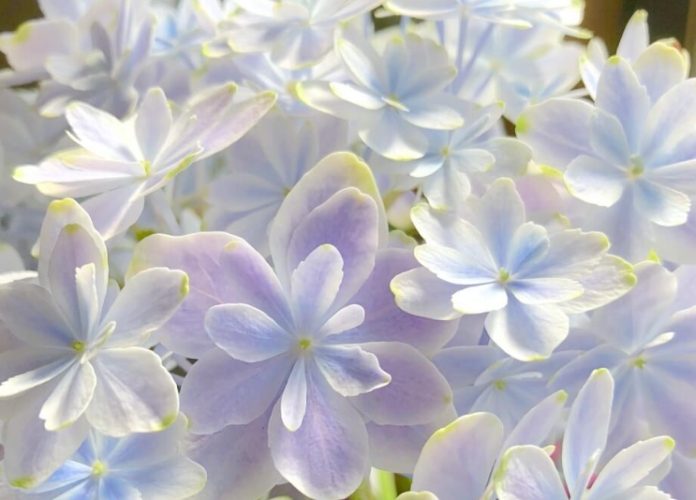 個人花語創作 個人花語創作