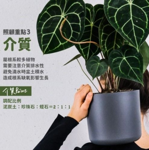 瑪麗安植物病蟲害 瑪麗安植物病蟲害