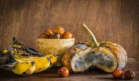 發霉水果肥料 發霉水果肥料