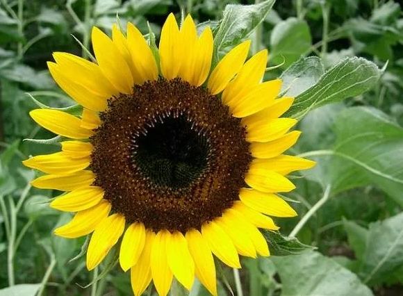 向日葵品種花瓣 向日葵品種花瓣