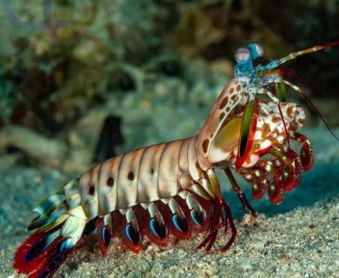 螳螂蝦螃蟹区别 螳螂蝦螃蟹区别