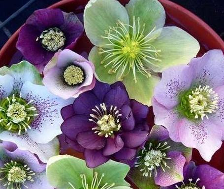 象徵思念的花 象徵思念的花