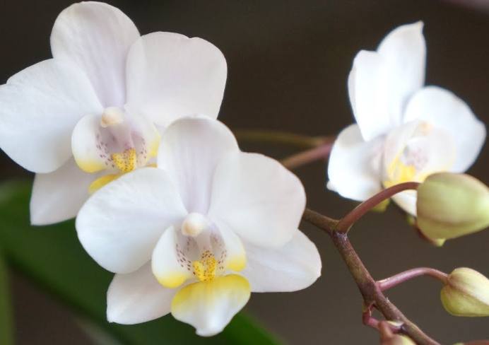 蘭花雜交技巧 蘭花雜交技巧