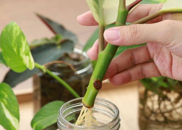 小型水培植物 小型水培植物