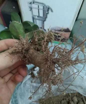 根部腐爛處理 根部腐爛處理