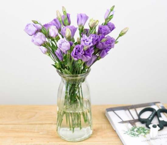 青春花卉象徵 青春花卉象徵