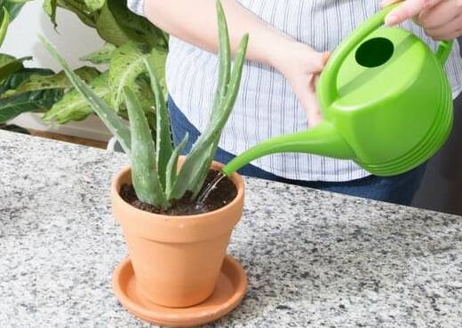 室內植物養護 室內植物養護