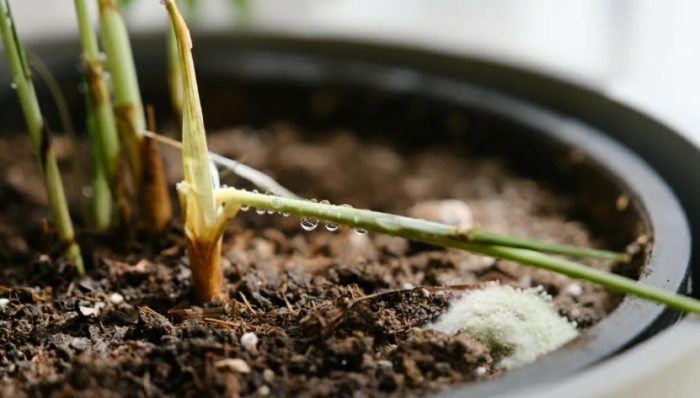 盆栽發霉處理方法 盆栽發霉處理方法