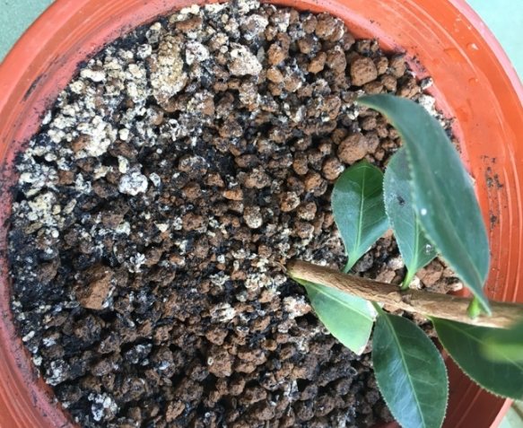 白色菌絲堆肥 白色菌絲堆肥