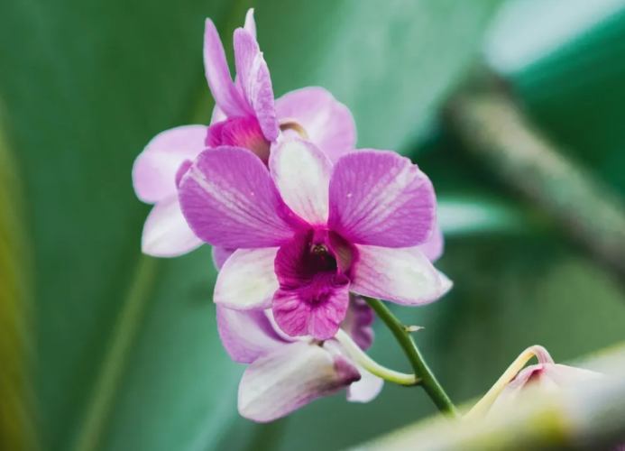 蘭花斷枝修復 蘭花斷枝修復