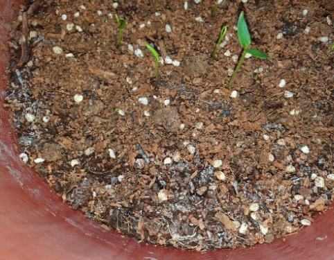 防止有機土發霉 防止有機土發霉