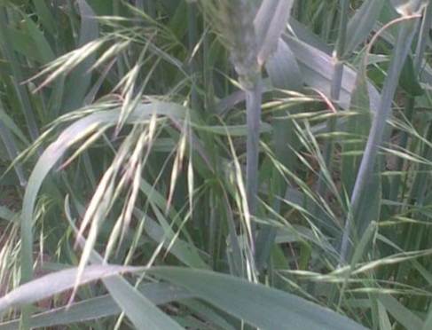 禾本科食用植物 禾本科食用植物