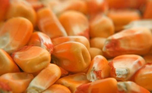 玉米解剖 玉米解剖