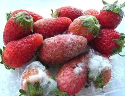 廚餘回收利用 廚餘回收利用