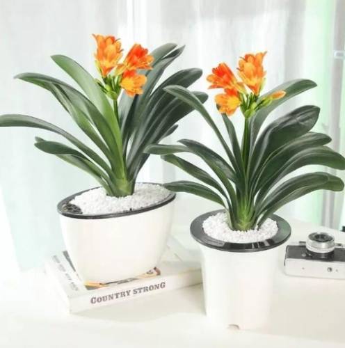 辦公室花卉選擇 辦公室花卉選擇