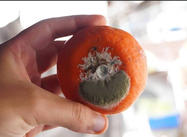 水果堆肥方法 水果堆肥方法