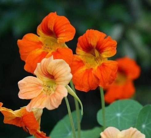 旱金蓮副作用 旱金蓮副作用