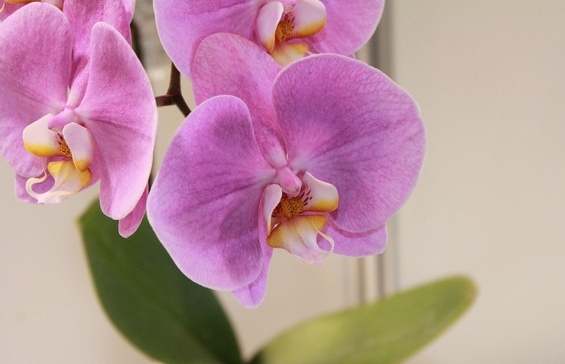 蘭花雜交技巧 蘭花雜交技巧