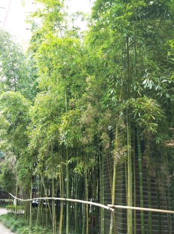 竹子開花 竹子開花