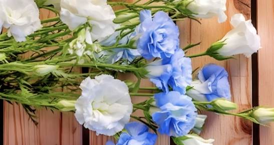 桔梗洋桔梗區別