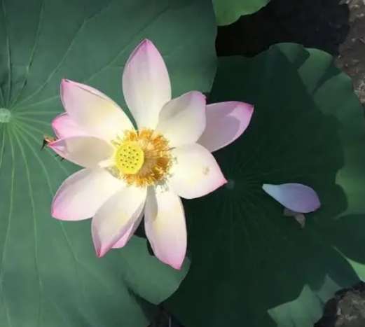 蓮花種類 蓮花種類