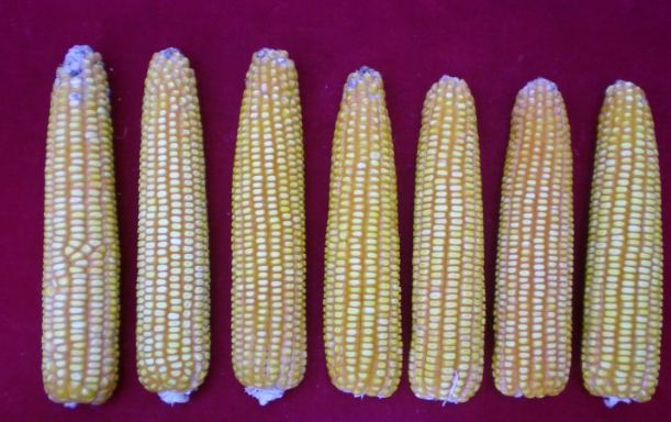 玉米和粟米差別 玉米和粟米差別