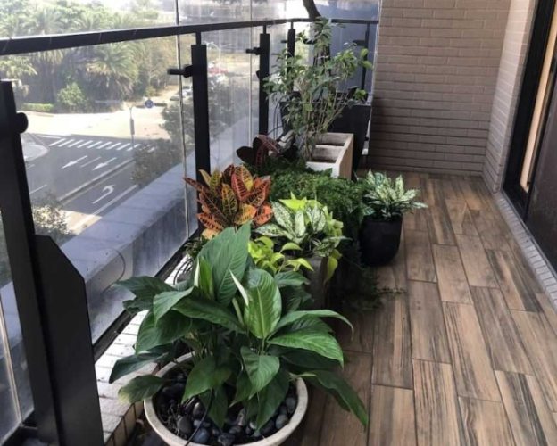 低維護植物 低維護植物