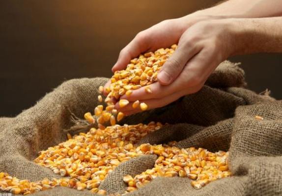 玉米生長結構 玉米生長結構