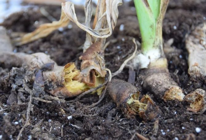 盆栽爛根處理 盆栽爛根處理