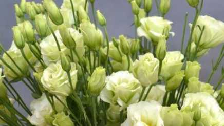 綠色洋桔梗寓意