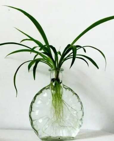 水培爛根處理 水培爛根處理