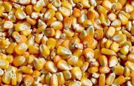 玉米解剖 玉米解剖