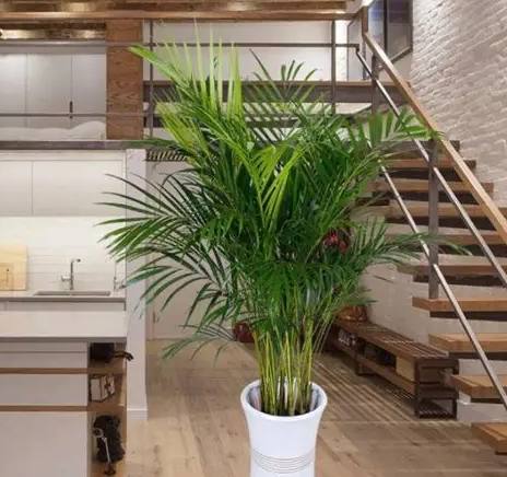 好養盆栽 好養盆栽