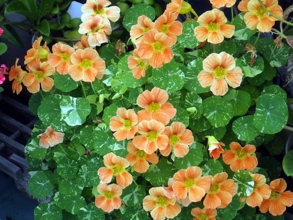 旱金蓮繁殖方法