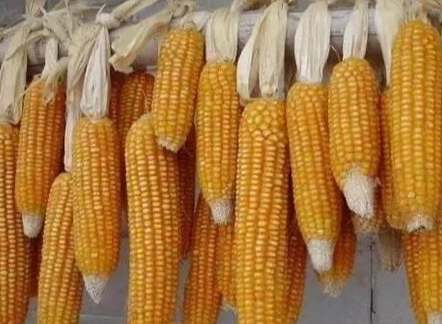 粟米是什麼 粟米是什麼