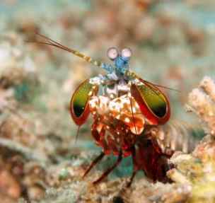 螳螂蝦飼養 螳螂蝦飼養