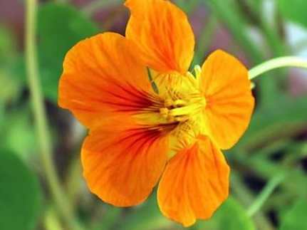 旱金蓮種子發芽